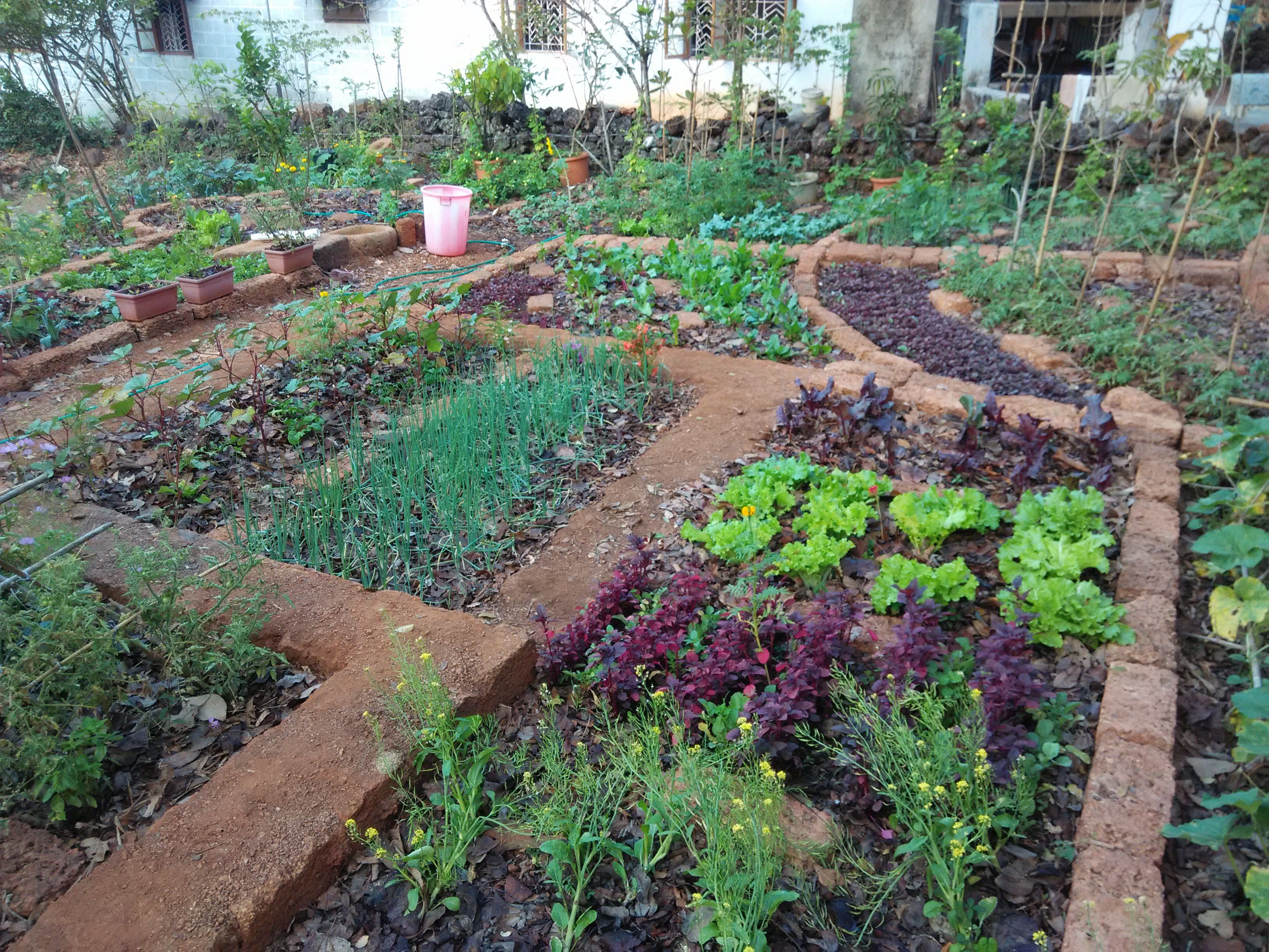 The Socorro teaching garden